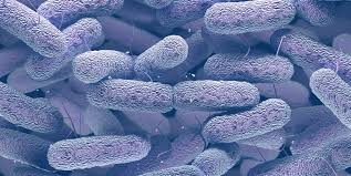 Pałeczki bakterii jedna na drugiej, koloru jasno fioletowego. 