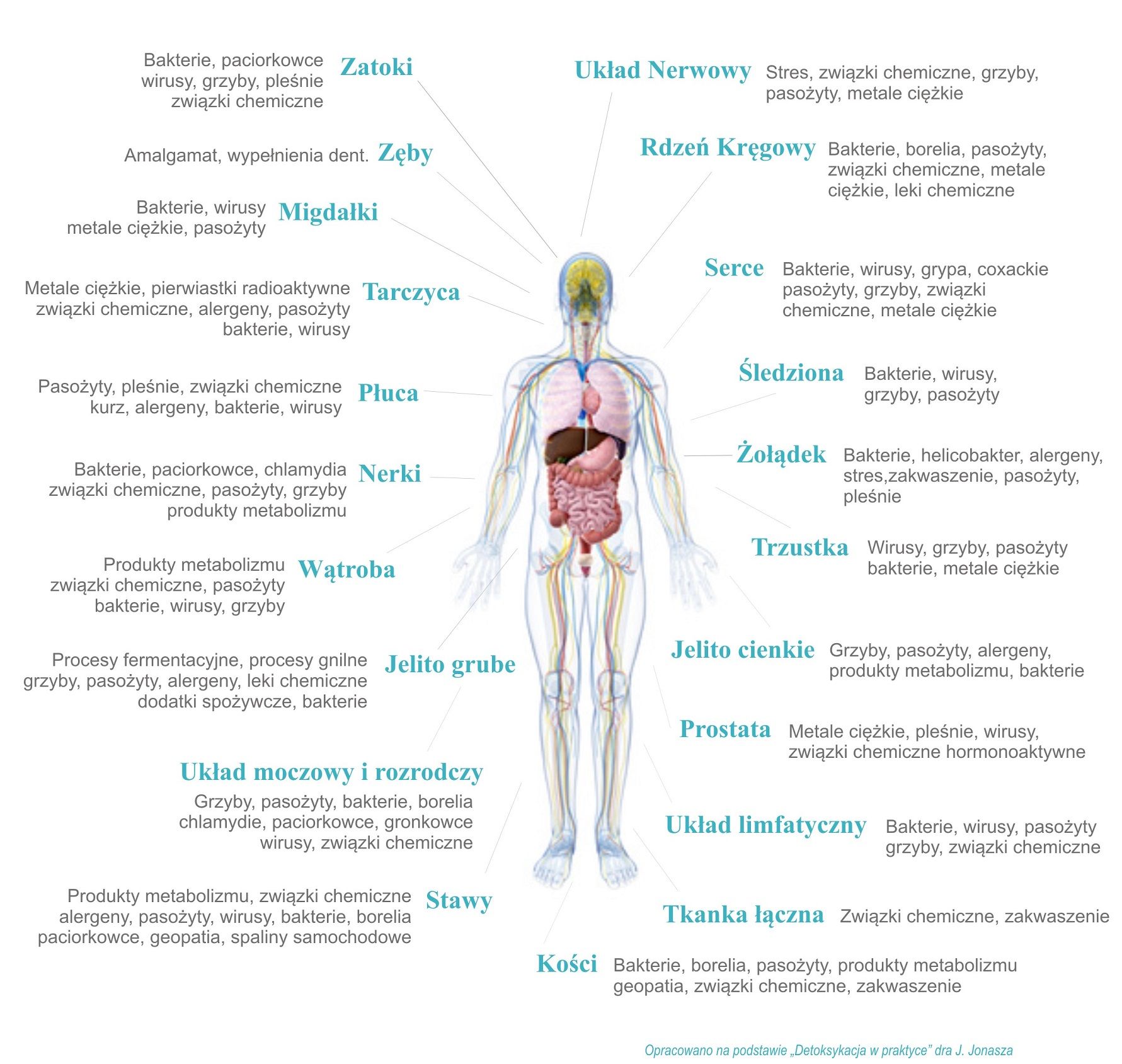 Schematyczny obraz pokazujący sylwetkę człowieka i wypisane narządy z toksynami i obciążaniami, jakie obciążają te narządy.