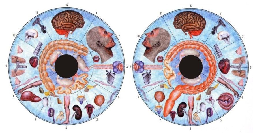 Mapa irydologiczna. Schematyczny obraz oka z narysowanymi narządami w odpowiednim miejscu. 