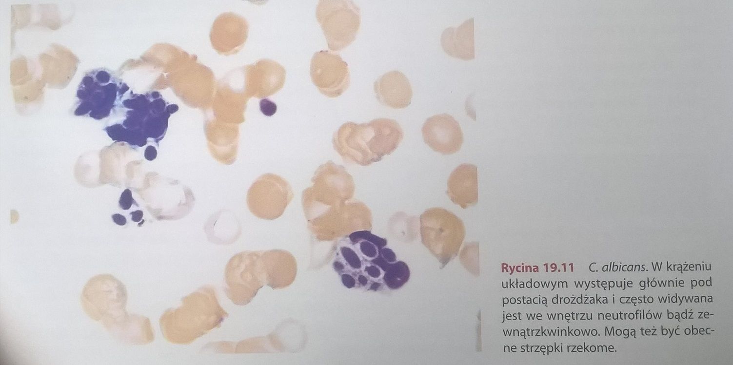 Zdjęcie framgentu książki dotyczącej obrazu krwi. Na obrazie krwinki i fioletowe wybarwione elementy.