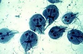 Zdjęcie pasożytów lamblii pod mikroskopem. Wyglądają na niebieskie kuleczki z narysowaną mazakiem buźką i oczkami.